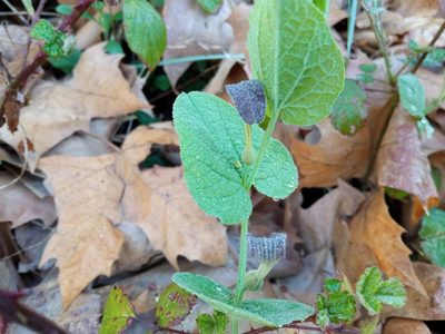 Aristolochia rotunda, photographed by Josep Gesti