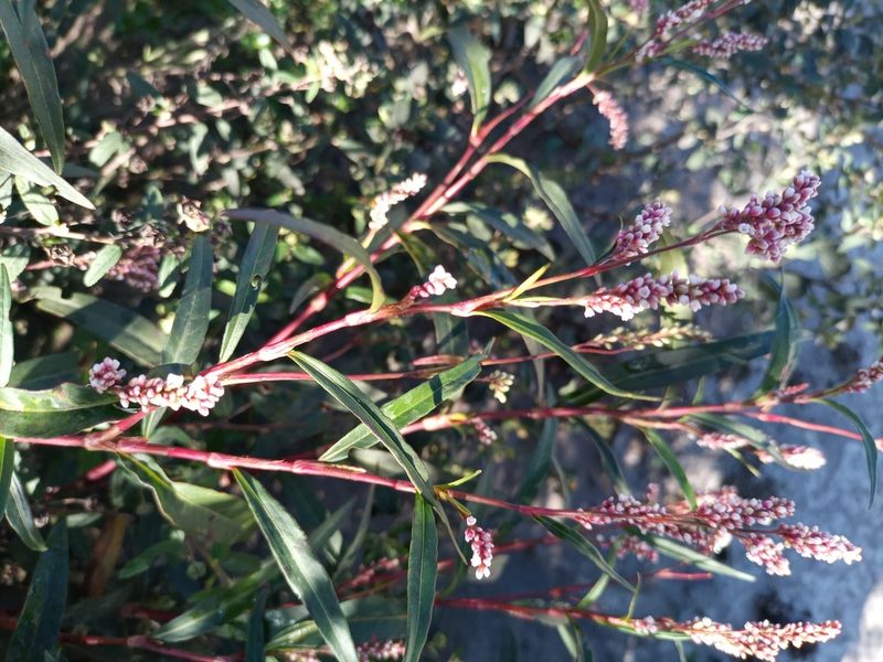 Persicaria punctata, photographed by Bahiano Ayala