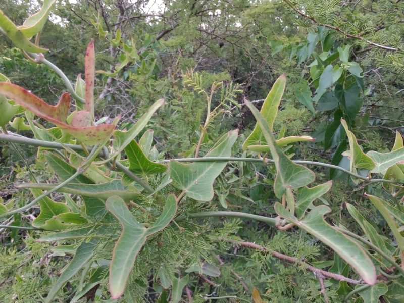 Araujia megapotamica, photographed by Adriel Magnetti