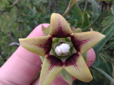 Araujia megapotamica, photographed by Adriel Magnetti