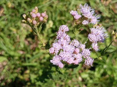 Chromolaena hirsuta, photographed by Bahiano Ayala