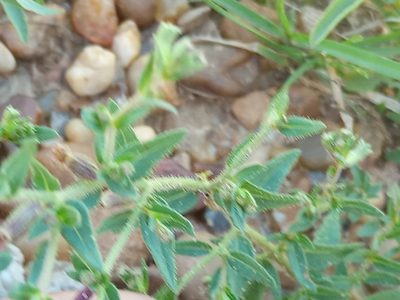 Cuphea glutinosa, photographed by Bahiano Ayala