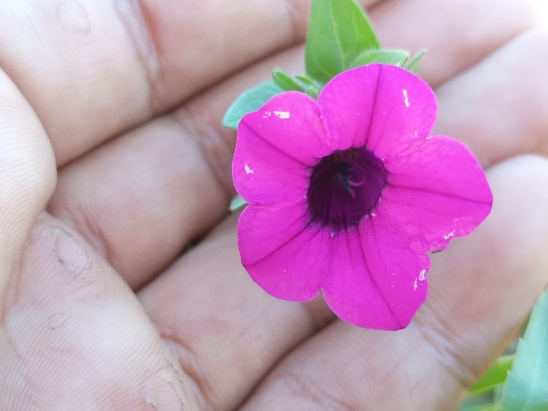 Petunia integrifolia, photographed by Bahiano Ayala
