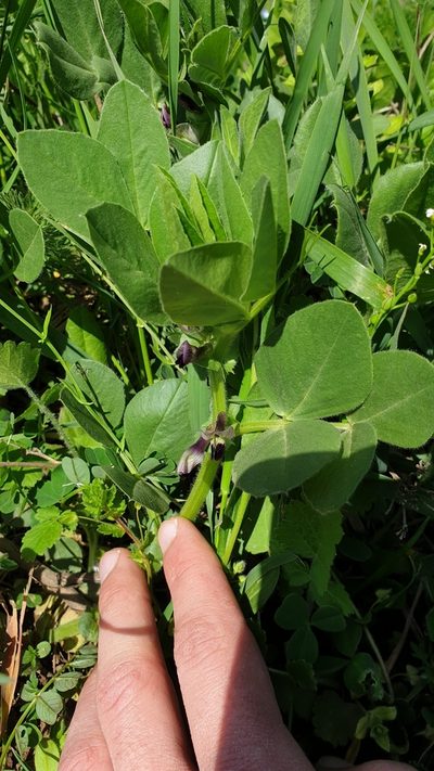 Vicia narbonensis, photographed by Дауд Арсанукаев