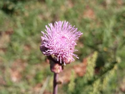 Campuloclinium macrocephalum, photographed by Bahiano Ayala
