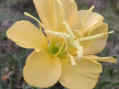 Oenothera affinis, photographed by Adriel Magnetti