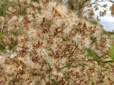 Acanthostyles buniifolius, photographed by Adriel Magnetti