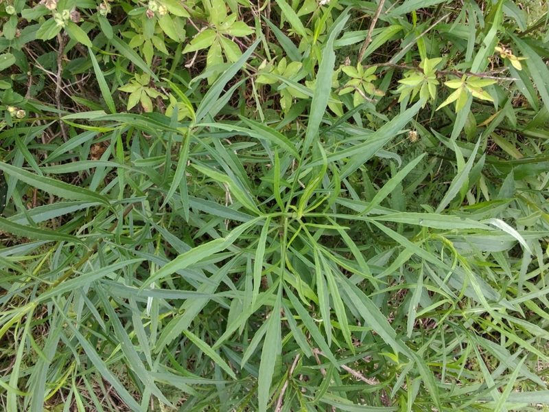 Senecio brasiliensis, photographed by Adriel Magnetti