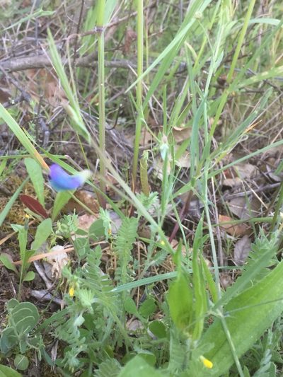 Lathyrus angulatus, photographed by Andre Hosper