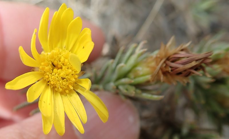 Oedera acerosa, photographed by Peter Warren