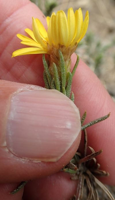 Oedera acerosa, photographed by Peter Warren
