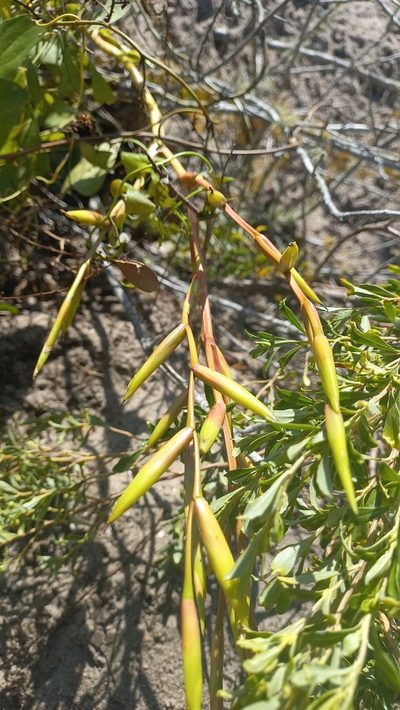 Vriesea rubroviridis, photographed by JG