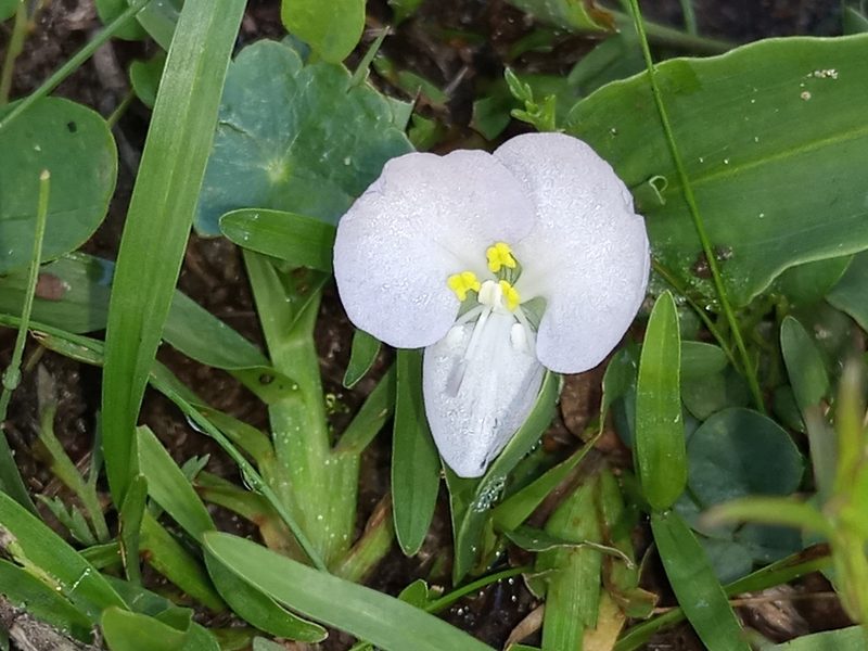 Commelina platyphylla, photographed by Bahiano Ayala
