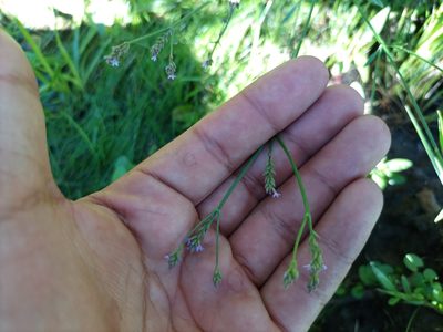 Verbena litoralis, photographed by Bahiano Ayala