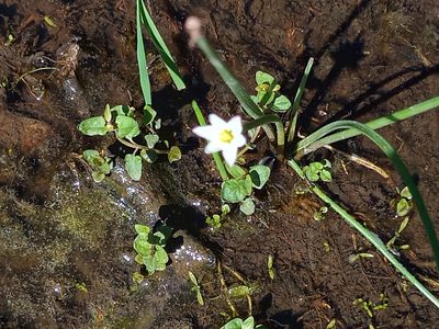 Zephyranthes minima, photographed by Bahiano Ayala