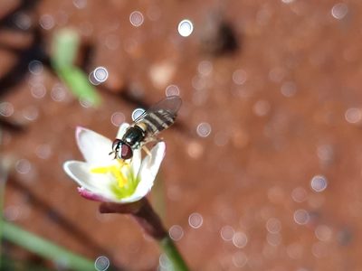 Zephyranthes minima, photographed by Bahiano Ayala