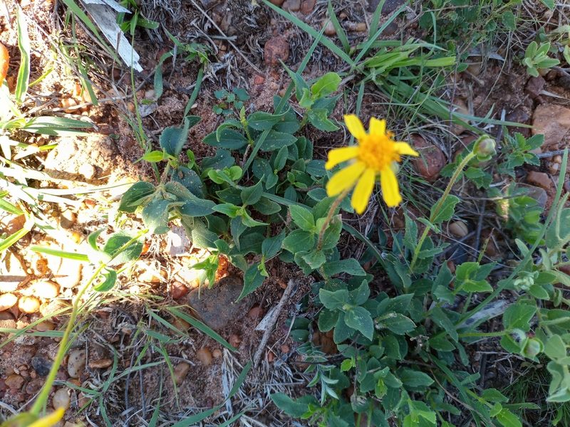 Calea uniflora, photographed by Bahiano Ayala