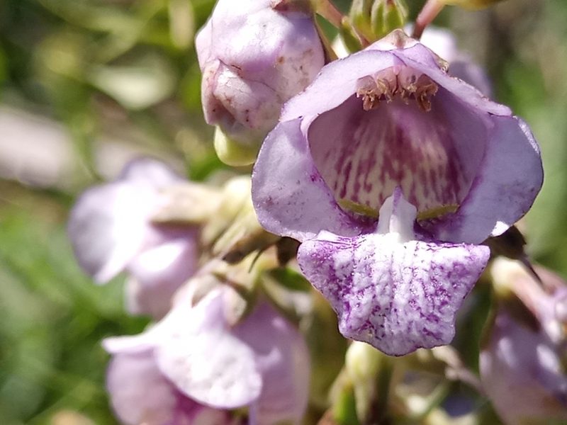 Angelonia integerrima, photographed by Bahiano Ayala