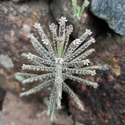 Kalanchoe delagoensis, photographed by Rajanna