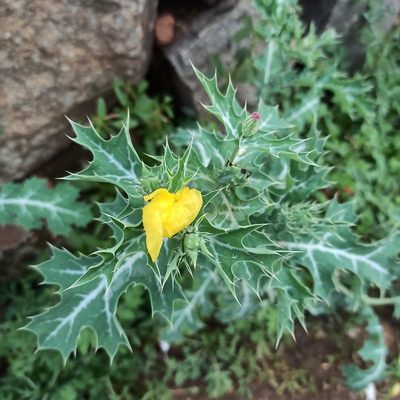 Argemone mexicana, photographed by Rajanna