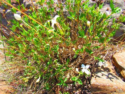 Bouvardia longiflora, photographed by Oscar Alejandro Morales Juárez