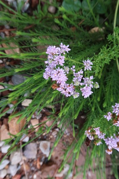 Selago burchellii, photographed by Di Turner