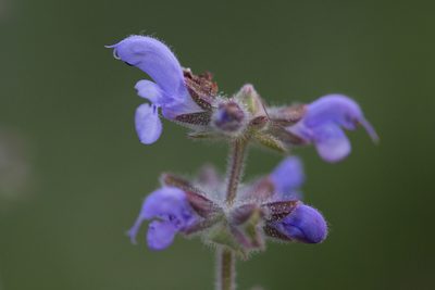 Salvia verbenaca, photographed by Tim Johnson