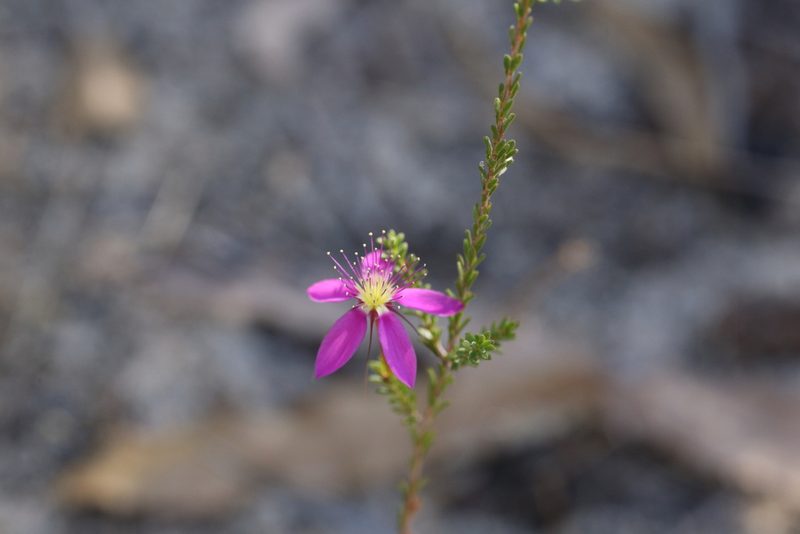 Calytrix fraseri, photographed by Hugo Innes