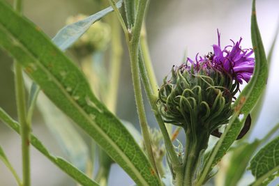 Vernonia arkansana, photographed by hr_dragonfly