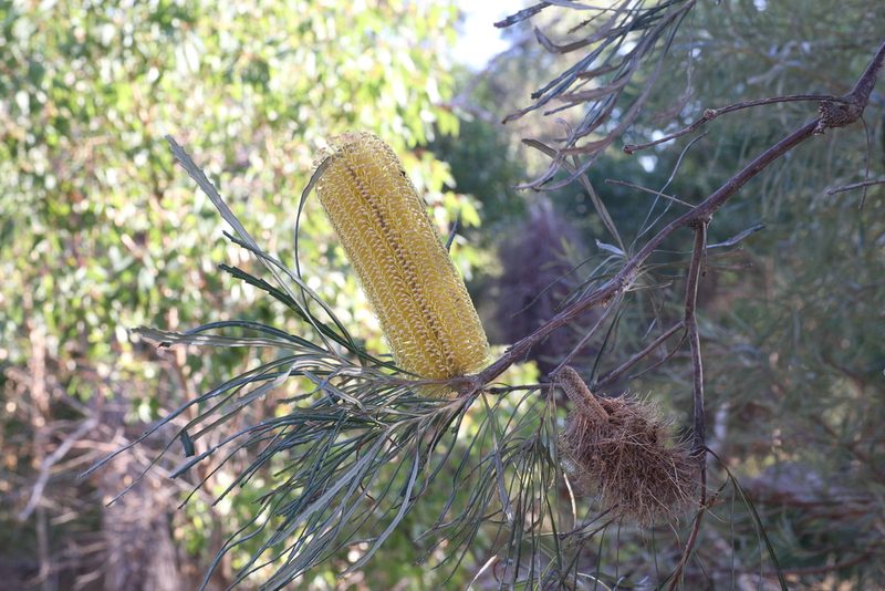 Banksia littoralis, photographed by Hugo Innes
