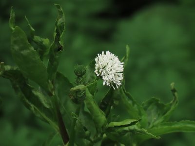 Gymnocoronis spilanthoides, photographed by chiuluan