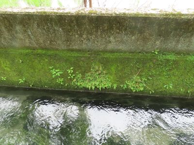 Selaginella moellendorffii, photographed by chiuluan