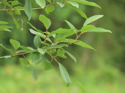 Salix mesnyi, photographed by chiuluan