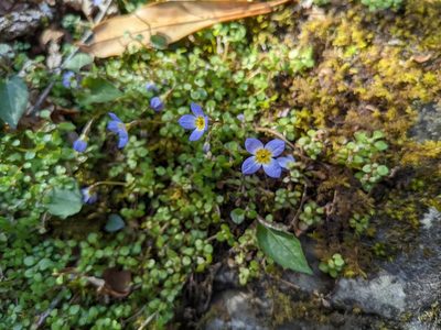 Houstonia serpyllifolia, photographed by Zac Peterson