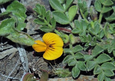 Adesmia pumila, photographed by Hugo Hulsberg