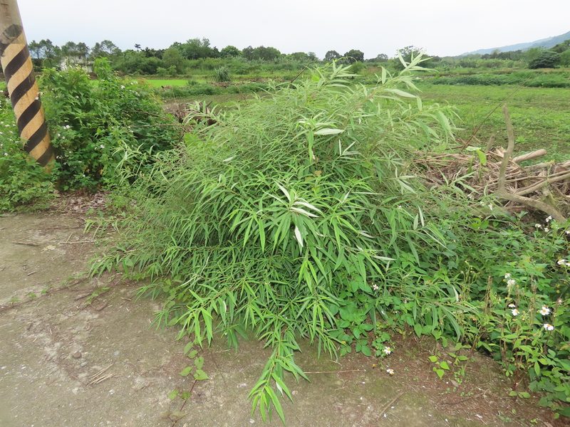 Debregeasia orientalis, photographed by chiuluan