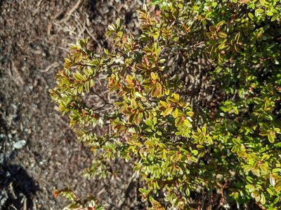 Kalmia buxifolia, photographed by Zac Peterson