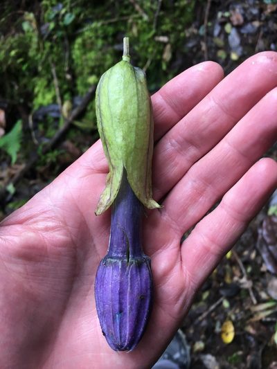 Passiflora cumbalensis, photographed by David Parra Puente