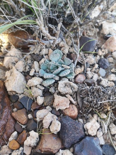 Titanopsis calcarea, photographed by Ricus Nel