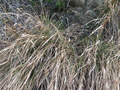 Tripsacum dactyloides, photographed by Abbey Forney