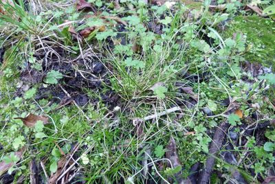 Poa imbecilla, photographed by Colin Meurk