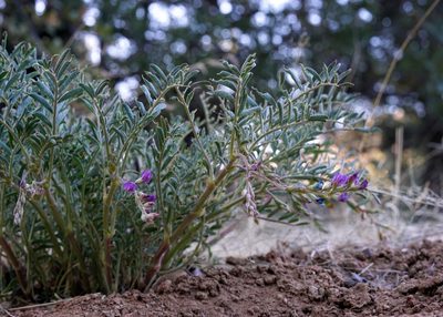 Astragalus allochrous, photographed by Andrew Tree