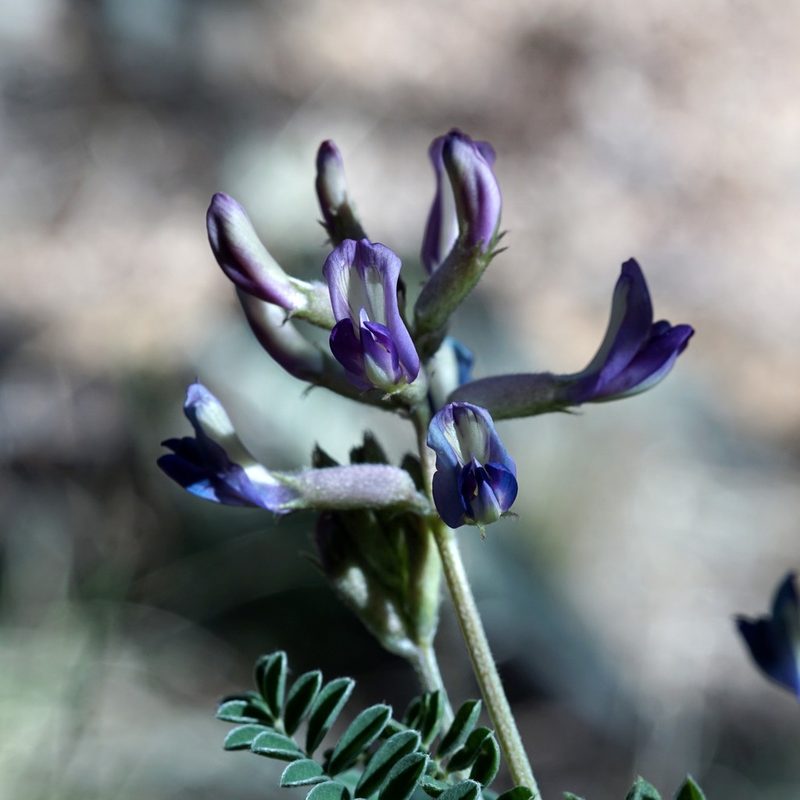 Astragalus tephrodes, photographed by Andrew Tree