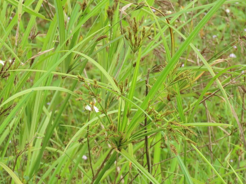 Cyperus nutans, photographed by chiuluan