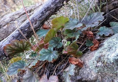 Heuchera novomexicana, photographed by Andrew Tree