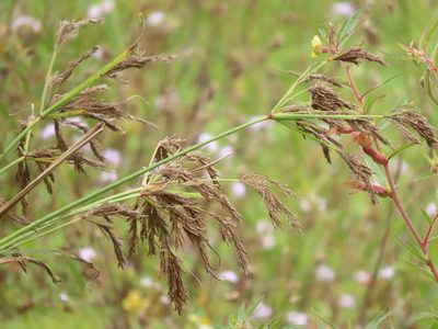 Cyperus nutans, photographed by chiuluan