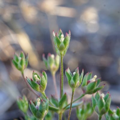 Androsace occidentalis