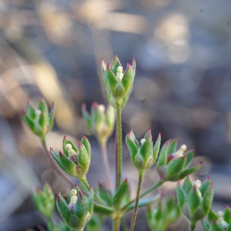 Androsace occidentalis, photographed by Andrew Tree