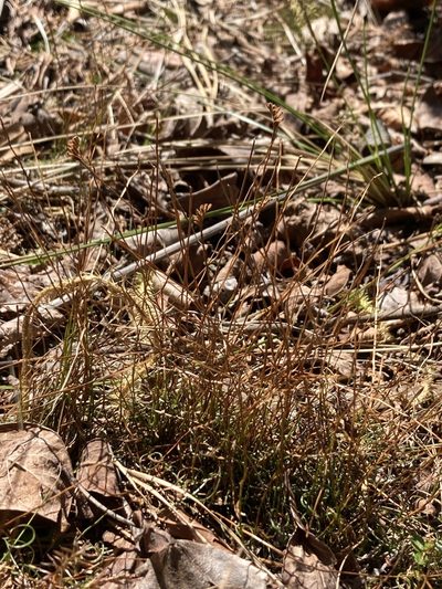 Schizaea pusilla, photographed by er-birds