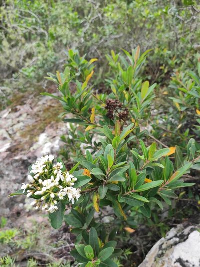 Escallonia bifida, photographed by alfo